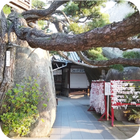 写真:神社で大きな岩と木、おみくじが写っています。