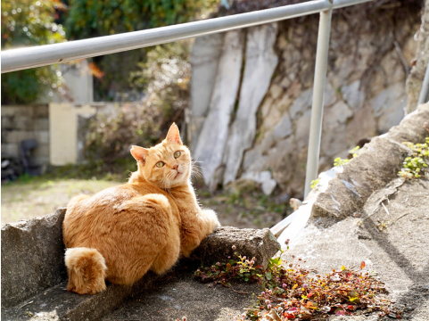 写真:茶色い猫が1匹